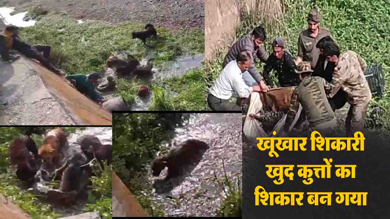 HOME 13 Nahan Leopard Attack: नाहन में बकरी फार्म में घुसा तेंदुआ, कुत्तों ने मालिक को बचाने के लिए खुद को झोंका, 2 घायल