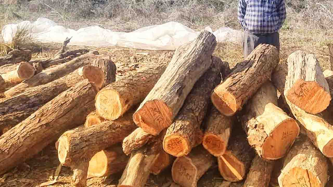 Khair Farming युवाओं के लिए हरा-भरा Business Ideas, लाखों की कमाई का मौका