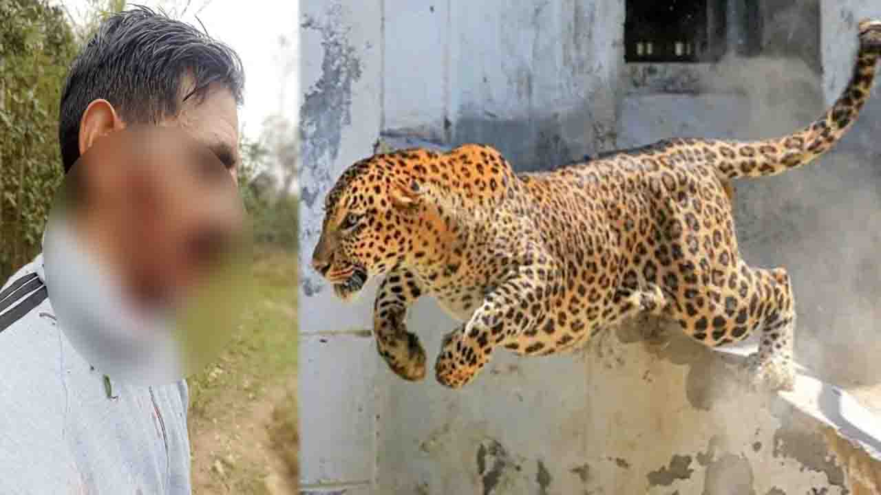 Mandi News: वन विभाग की टीम पर तेंदुए हमला, एक कर्मी घायल