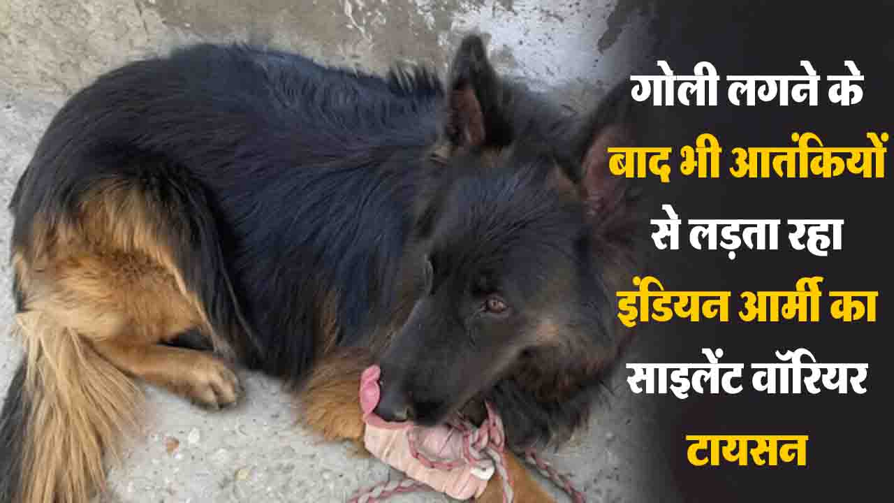 HOME 6 Indian Army Silent Warrior Tyson: गोली खाकर भी नहीं रुका 'टायसन', किश्तवाड़ में आतंकियों के काल बने आर्मी के इस साइलेंट वॉरियर की पूरी कहानी