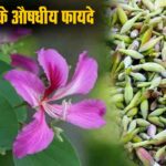 कचनार के औषधीय फायदे- ब्लड प्रेशर से लेकर शुगर और कैंसर तक, इन बीमारियों के लिए रामबाण है यह खूबसूरत पेड़