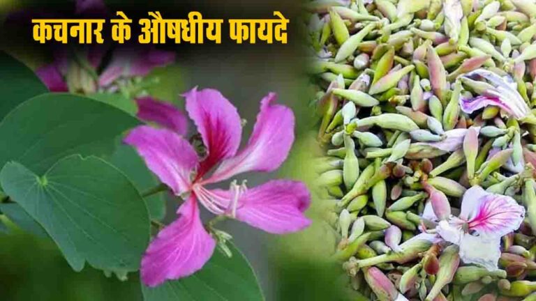 कचनार के औषधीय फायदे- ब्लड प्रेशर से लेकर शुगर तक, इन बीमारियों के लिए रामबाण है यह खूबसूरत पेड़