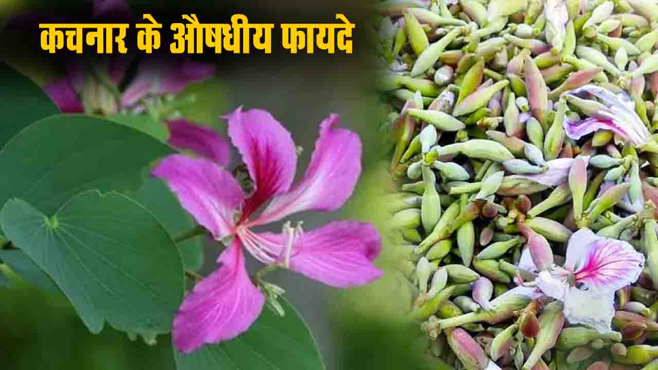 कचनार के औषधीय फायदे- ब्लड प्रेशर से लेकर शुगर तक, इन बीमारियों के लिए रामबाण है यह खूबसूरत पेड़