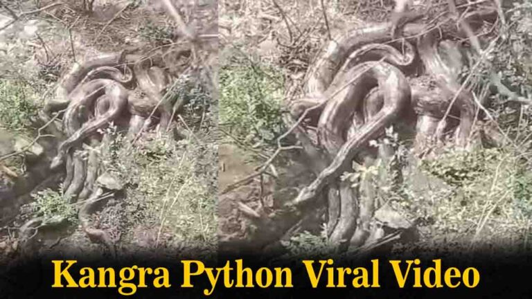Kangra Python Viral Video: हिमाचल के कांगड़ा में एक साथ दिखे 5 विशालकाय अजगर, वीडियो वायरल से फैली दहशत, जानें DFO ने क्या दी चेतावनी?