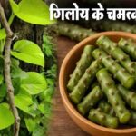 Ayurvedic Benefits of Giloy: इम्युनिटी बढ़ाने से लेकर डायबिटीज नियंत्रण तक, जानें गिलोय के औषधीय लाभ और सेवन का सही तरीका