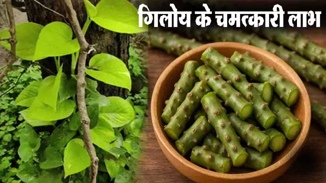 Ayurvedic Benefits of Giloy: इम्युनिटी बढ़ाने से लेकर डायबिटीज नियंत्रण तक, जानें गिलोय के औषधीय लाभ और सेवन का सही तरीका