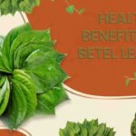 पान के पत्ते: यूरिक एसिड से लेकर पाचन तक, क्या हैं इनके असली स्वास्थ्य लाभ?