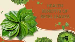 Betel leaves health benefits: पान के पत्ते: यूरिक एसिड से लेकर पाचन तक, क्या हैं इनके असली स्वास्थ्य लाभ?