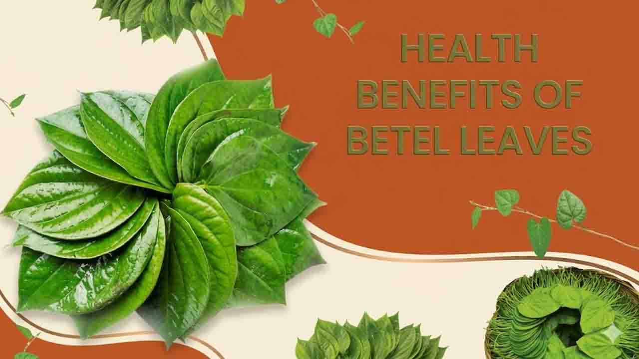 Betel leaves health benefits: पान के पत्ते: यूरिक एसिड से लेकर पाचन तक, क्या हैं इनके असली स्वास्थ्य लाभ?