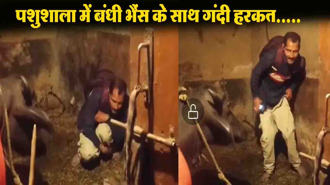 Hamirpur Viral Video: पशुशाला में संदिग्ध हालत में मिला युवक, ग्रामीणों में भारी आक्रोश
