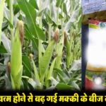 Himachal Agriculture: हिमाचल में किसानों को अब मक्की के बीज पर नहीं मिलेगी सब्सिडी, बीज महंगा होने से जेब पर पड़ेगा असर..!
