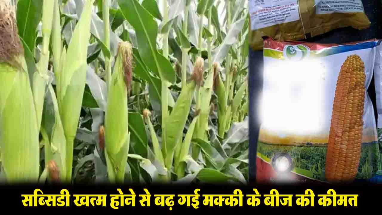 Himachal Agriculture: हिमाचल में किसानों को अब मक्की के बीज पर नहीं मिलेगी सब्सिडी, महंगा हो गया बीज