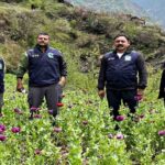 Kullu Opium Cultivation: बंजार में अफीम की खेती पर STF का बड़ा प्रहार, 1.37 लाख पौधे तबाह