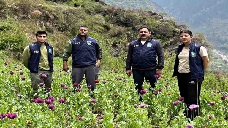 Kullu Opium Cultivation: बंजार में अफीम की खेती पर STF का बड़ा प्रहार, 1.37 लाख पौधे तबाह