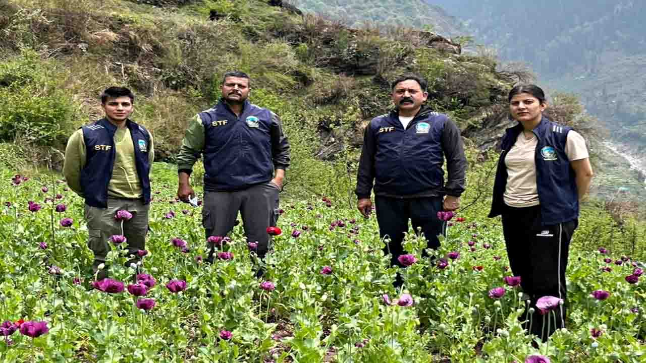 Kullu Opium Cultivation: बंजार में अफीम की खेती पर STF का बड़ा प्रहार, 1.37 लाख पौधे तबाह