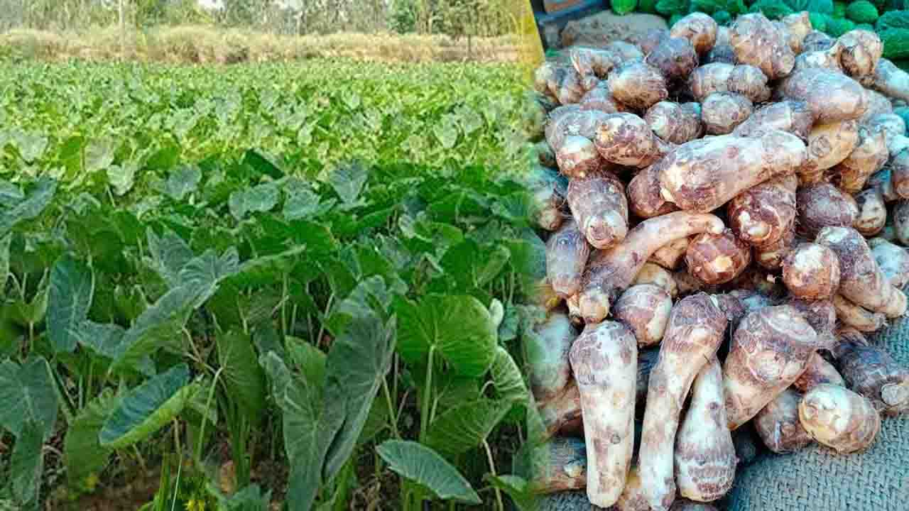 Arbi Farming Tips: अरबी की खेती से पत्तों और कंद दोनों से होगी बंपर कमाई, जानें एक फसल, डबल मुनाफे का तरीका..