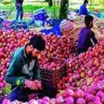 Organic Farming: भारत में जैविक खेती की राह - समझदारी या जल्दबाज़ी..? 1 बागवानों के लिए बड़ी खबर! ₹12 में बिकेगा C-Grade सेब, सरकार ने हटा दी यह सबसे बड़ी पाबंदी