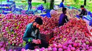 Himachal Apple Procurement Scheme: बागवानों के लिए बड़ी खबर! ₹12 में बिकेगा C-Grade सेब, सरकार ने हटा दी यह सबसे बड़ी पाबंदी