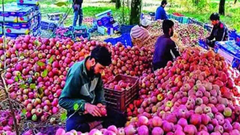 Himachal Apple Procurement Scheme: बागवानों के लिए बड़ी खबर! ₹12 में बिकेगा C-Grade सेब, सरकार ने हटा दी यह सबसे बड़ी पाबंदी