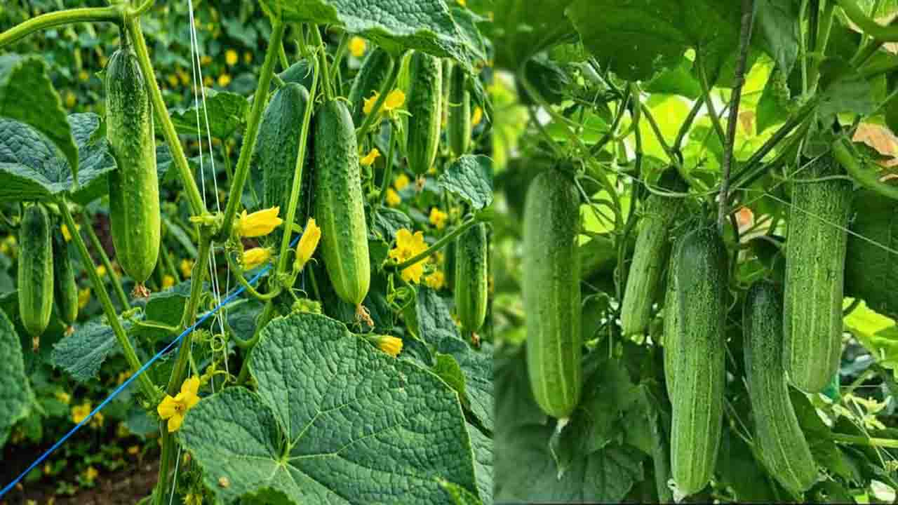 Cucumber Cultivation in Hindi: जुलाई में बोएं खीरे की ये 3 किस्में, केवल 45 दिनों में होगी बंपर कमाई..!