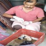 Gagret Dog News: खुद की मौत तय थी, लेकिन बच्चों को बचा गई मां! तड़पती बेजुबान ने खुद अपना पेट फाड़कर दी 6 पिल्लों को जिंदगी