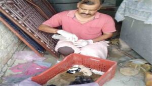 Gagret Dog News: खुद की मौत तय थी, लेकिन बच्चों को बचा गई मां! तड़पती बेजुबान ने खुद अपना पेट फाड़कर दी 6 पिल्लों को जिंदगी