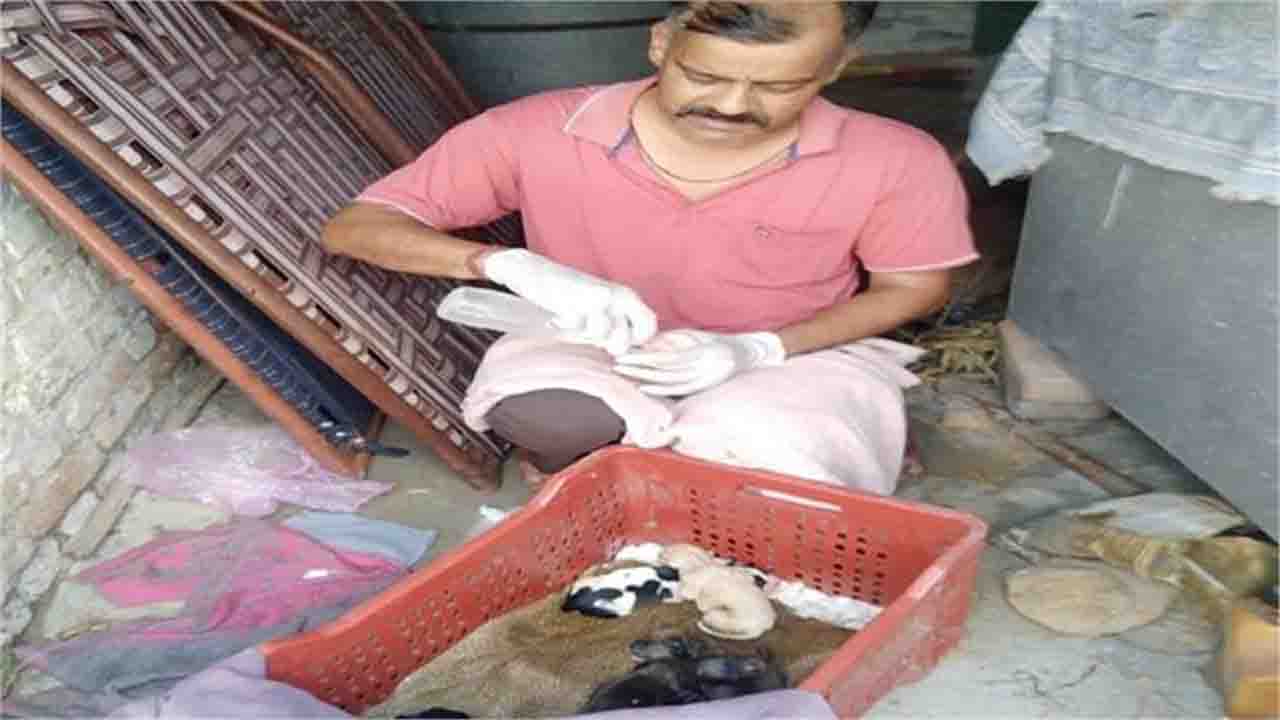 Gagret Dog News: खुद की मौत तय थी, लेकिन बच्चों को बचा गई मां! तड़पती बेजुबान ने खुद अपना पेट फाड़कर दी 6 पिल्लों को जिंदगी