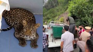 Solan News: कसौली में दुकान के अंदर घुसा खूंखार तेंदुआ, महिला की जांबाजी से टला बड़ा हादसा