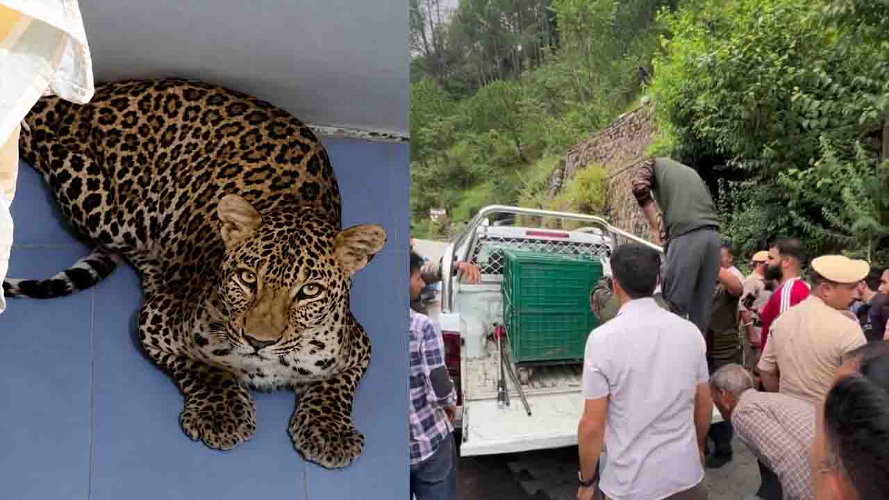 Solan News: कसौली में दुकान के अंदर घुसा खूंखार तेंदुआ, महिला की जांबाजी से टला बड़ा हादसा