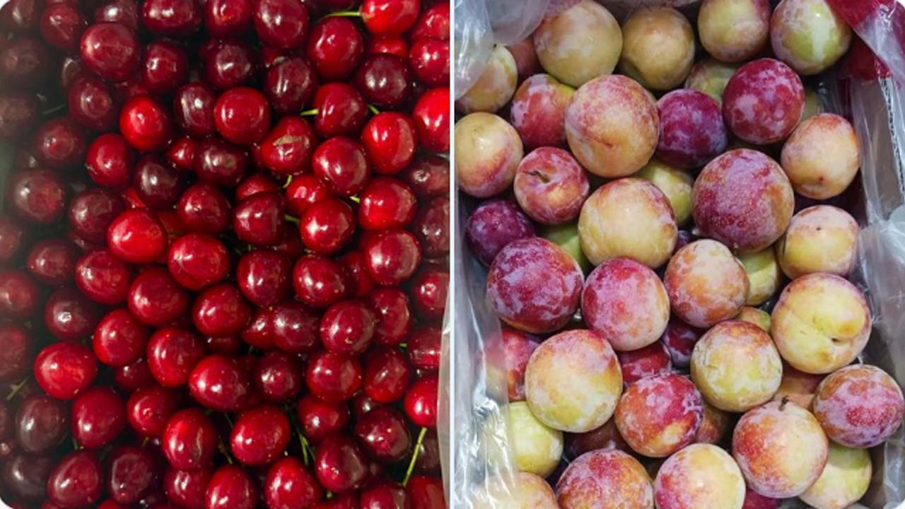Kashmir Cherry and Plum Export to Singapore: कश्मीर की प्रीमियम चेरी और प्लम की पहली खेप सिंगापुर रवाना, बागवानों को मिलेगा 50% ज्यादा दाम