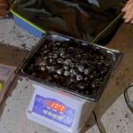 अराजपत्रित कर्मचारी महासंघ जिला कुल्लू ने मुख्यमंत्री जय राम ठाकुर जताया आभार 1 लग्जरी वोल्वो बस बनी ‘नशा एक्सप्रेस’, 2.006 किलो चरस के साथ हरियाणा का तस्कर अरेस्ट