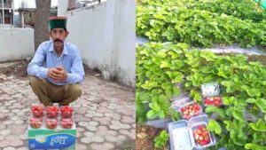 Mandi News: नौकरी जाने के बाद स्ट्रॉबेरी की खेती ने ऐसे बदली बालकृष्ण की किस्मत, अब हो रहा बड़ा मुनाफा