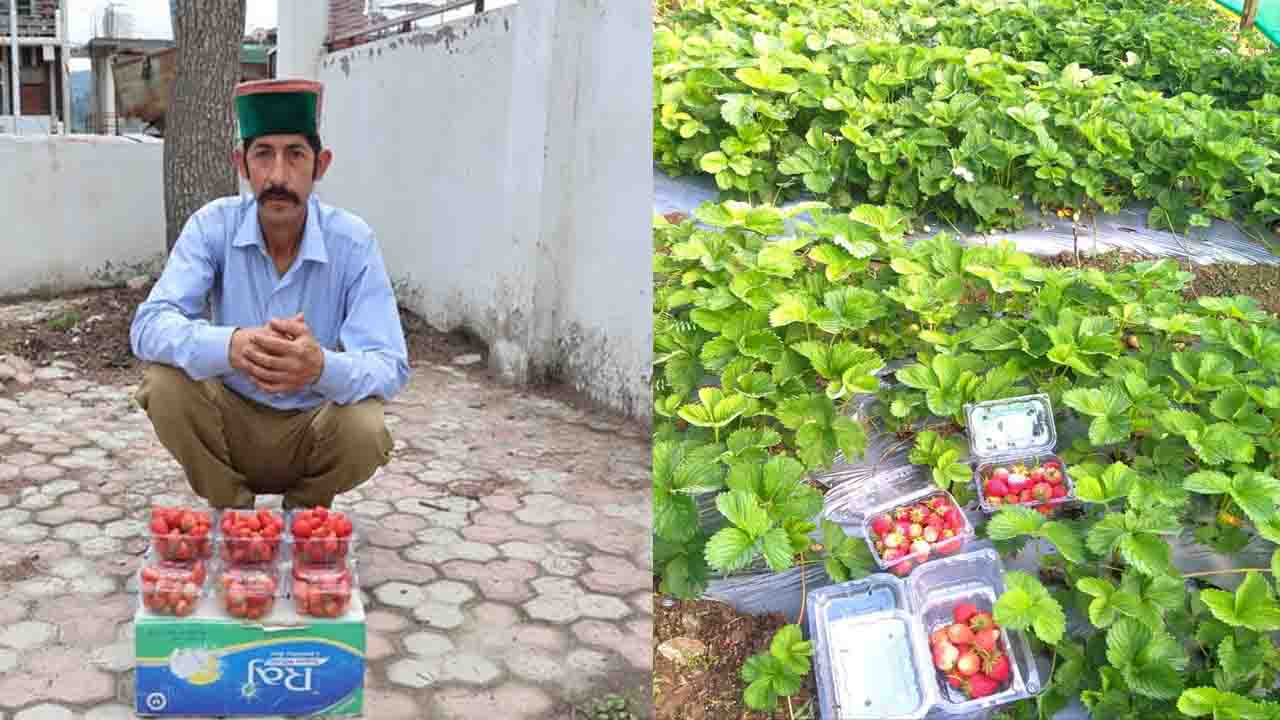 HOME 13 Mandi News: नौकरी जाने के बाद स्ट्रॉबेरी की खेती ने ऐसे बदली बालकृष्ण की किस्मत, अब हो रहा बड़ा मुनाफा