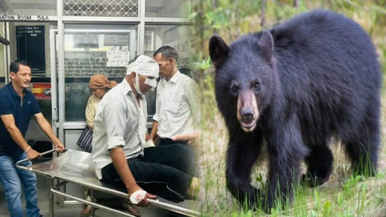 Bear Attack in Rampur: सराहन में सेब के बगीचे में किसान पर भालू का जानलेवा हमला