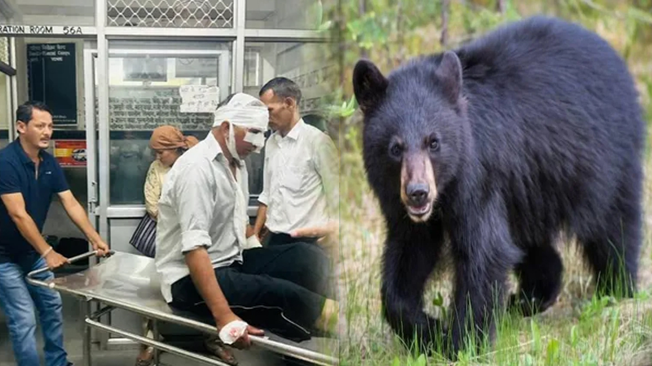 Bear Attack in Rampur: सराहन में सेब के बगीचे में किसान पर भालू का जानलेवा हमला