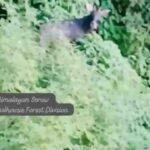 भटियात और डलहौजी में आंगनबाड़ी के 64 पदों पर भर्ती का ऐलान, 2 सितंबर तक करें आवेदन 2 Himalayan Serow: हिमाचल के जंगलों में 20 साल बाद पहली बार कैमरे में कैद हुआ दुर्लभ ‘हिमालयन सेरो’
