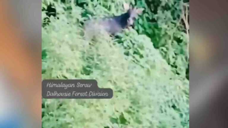 Himalayan Serow: हिमाचल के जंगलों में 20 साल बाद पहली बार कैमरे में कैद हुआ दुर्लभ 'हिमालयन सेरो'
