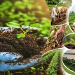 जुलाई में बोएं खीरे की ये 3 किस्में, केवल 45 दिनों में होगी बंपर कमाई..! 1 Organic Farming: भारत में जैविक खेती की राह – समझदारी या जल्दबाज़ी..?