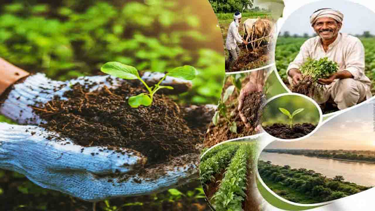 Organic Farming: भारत में जैविक खेती की राह - समझदारी या जल्दबाज़ी..?