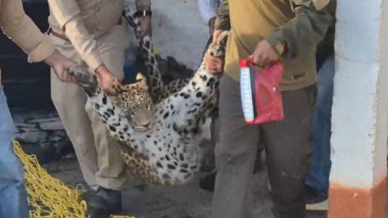 Sirmour News: घर के अंदर घुसा तेंदुआ, बाहर अटकी रहीं परिवार की सांसें, 36 घंटे बाद वन विभाग ने किया रेस्क्यू 1 Sirmour News: घर के अंदर घुसा तेंदुआ, बाहर अटकी रहीं परिवार की सांसें, 36 घंटे बाद वन विभाग ने किया रेस्क्यू
