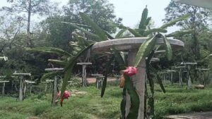 Dragon Fruit Farming: ऊना में ड्रैगन फ्रूट की बंपर पैदावार ने बागवानों की किस्मत बदली, 80 से 100 रुपये प्रति फल तक मिल रहे दाम