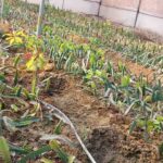 बागवानों के लिए बड़ी खबर! ₹12 में बिकेगा C-Grade सेब, सरकार ने हटा दी यह सबसे बड़ी पाबंदी 1 ऊना की जलवायु में रास आ रहा ड्रैगन फ्रूट, किसानों के लिए बढ़ रहा स्वरोजगार और कमाई का रास्ता