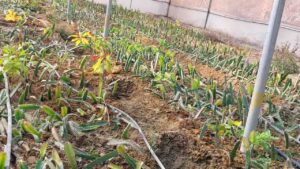 Dragon fruit farming in Himachal: ऊना की जलवायु में रास आ रहा ड्रैगन फ्रूट, किसानों के लिए बढ़ रहा स्वरोजगार और कमाई का रास्ता