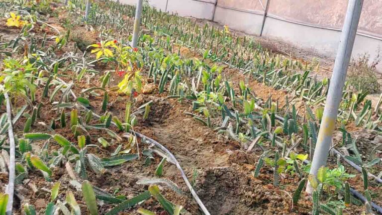 Dragon fruit farming in Himachal: ऊना की जलवायु में रास आ रहा ड्रैगन फ्रूट, किसानों के लिए बढ़ रहा स्वरोजगार और कमाई का रास्ता