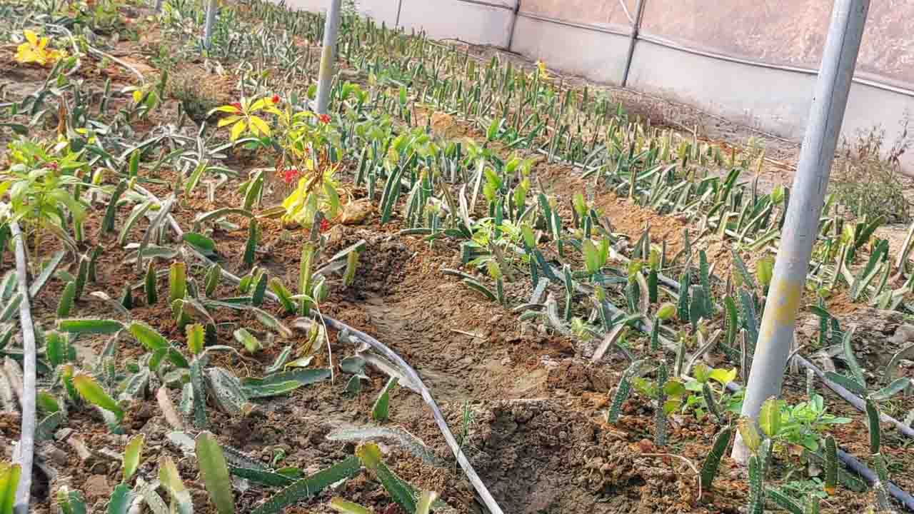 Dragon fruit farming in Himachal: ऊना की जलवायु में रास आ रहा ड्रैगन फ्रूट, किसानों के लिए बढ़ रहा स्वरोजगार और कमाई का रास्ता