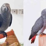 Jibhi Missing Parrot Sky: बाहू-जिभी से लापता हुआ अफ्रीकी ग्रे तोता ‘स्काई’, परिवार कर रहा तलाश, स्थानीय लोगों से मांगी मदद