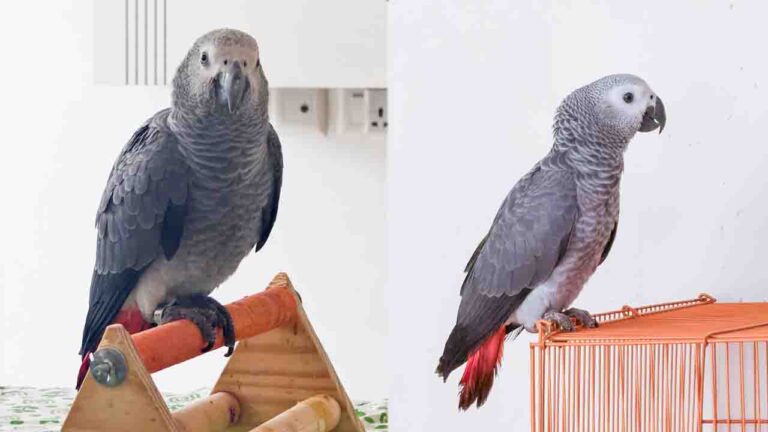 Jibhi Missing Parrot Sky: बाहू-जिभी से लापता हुआ अफ्रीकी ग्रे तोता ‘स्काई’, परिवार कर रहा तलाश, स्थानीय लोगों से मांगी मदद