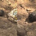 Nalagarh Grenade Case: नालागढ़ में आरोपी के खेत से एक और ग्रेनेड बरामद, SIT गठित; पत्नी भी गिरफ्तार 1 Nalagarh Grenade News: नालागढ़ में दो पक्षों के झगड़े के बीच संदिग्ध ग्रेनेड बरामद, बम स्क्वॉड को मौके पर बुलाया..