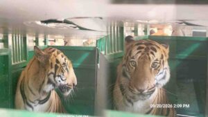 Royal Bengal Tige in Renukaji Zoo: 41 घंटे का लंबा सफर और कड़े पहरे में श्री रेणुकाजी चिड़ियाघर पहुंचे रॉयल बंगाल टाइगर, 12 साल बाद गूंजेगी दहाड़