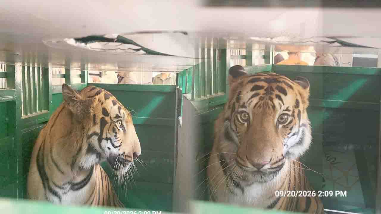 Royal Bengal Tige in Renukaji Zoo: 41 घंटे का लंबा सफर और कड़े पहरे में श्री रेणुकाजी चिड़ियाघर पहुंचे रॉयल बंगाल टाइगर, 12 साल बाद गूंजेगी दहाड़